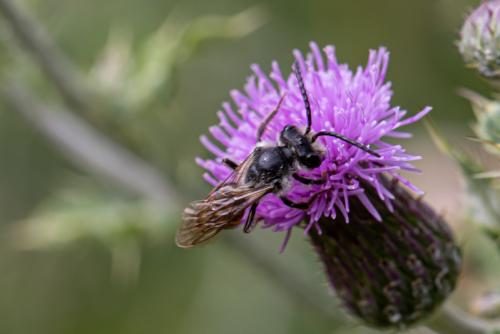Andrena rosae